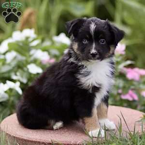 Flossie, Miniature Australian Shepherd Puppy